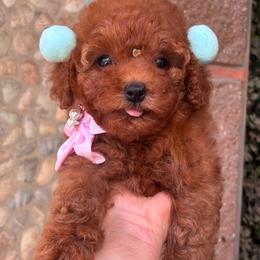 Tapioca - Red female Maltipoo puppy in San Diego, California from Maltipoos SD