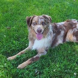 Bruce - Australian Shepherd