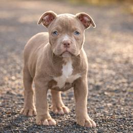 Hana - Lilac female American Bully puppy in Puyallup, Washington from Gamer Bullyz