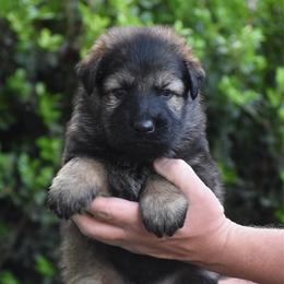 Red collar Male - Sable male German Shepherd puppy in Mariana, Florida from Haus M Godwin