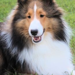 Raya - Shetland Sheepdog