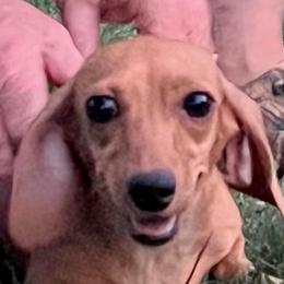 Missy - Dachshund