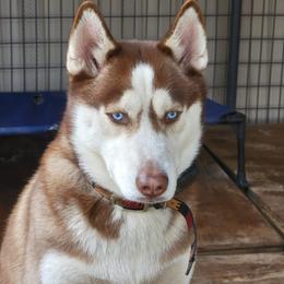 Siberian Husky Puppies from Milly's Showline Pets
