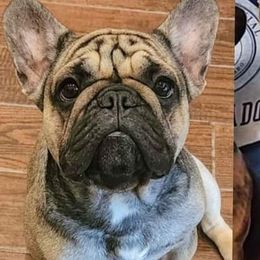 Valentina - French Bulldog