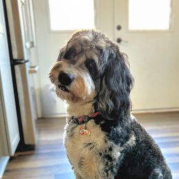 Saylor - Bernedoodle