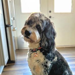Saylor - Bernedoodle