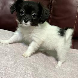 Becky - White and black female Papillon puppy in Tahlequah, Oklahoma from Royal T Kennel