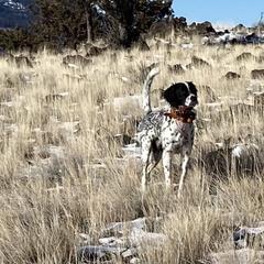 Waylon - English Setter