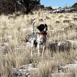 Waylon - English Setter