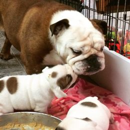 Bulldogs from Everbull Bulldogs