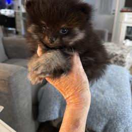 Jackson - Black and tan male Pomeranian puppy in Boaz, Alabama from Moody’s Poms