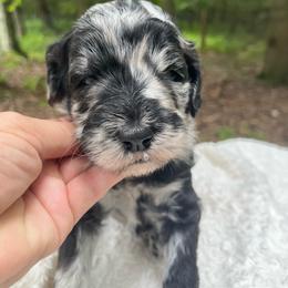 Rainbow - Merle female Goldendoodle puppy in New Ringgold, Pennsylvania from Hawk Mountain Doodles