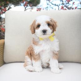 Nether Star - Brown and white male Bernedoodle puppy in North Ogden, Utah from Bourbon Bernedoodles