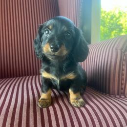 Gunner - Black and tan male Dachshund puppy in Arthur, Illinois from Chupp’s Puppies
