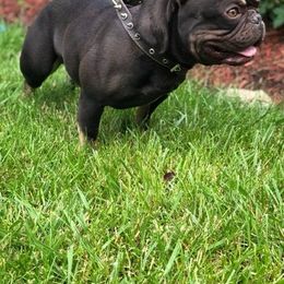 French Bulldogs from Kristen's French Bulldogs