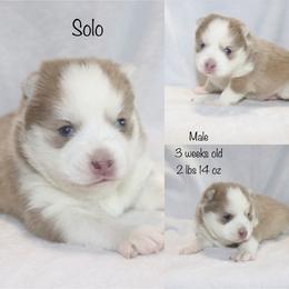 Solo - Lavender male Pomsky puppy in Denham Springs, Louisiana from Bayouland Pomskies