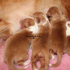Nova Scotia Duck Tolling Retriever Puppies from Meadowlark Tollers