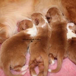 Nova Scotia Duck Tolling Retriever Puppies from Meadowlark Tollers