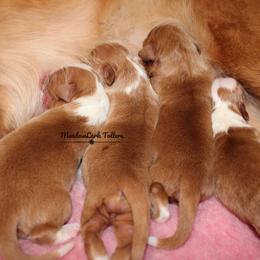 Nova Scotia Duck Tolling Retriever Puppies from Meadowlark Tollers