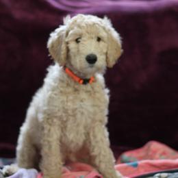 "9 weeks" Goldendoodle Puppies from Faith Breeders