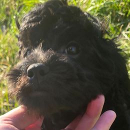 Ezra - Black male Cavapoo puppy in Lebanon, Kentucky from Mosaic Merle Doodles