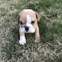 Girl 1 - Red and white female Bulldog puppy in Arlington, Washington from Stout's Hunting Labs and trsbullies