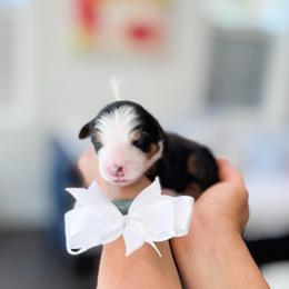 Cody-White Collar - Tri-color male Bernedoodle puppy in Ontario, California from Teddy Doodles & Standard Poodles