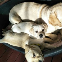 Labrador Retrievers from Labradorables