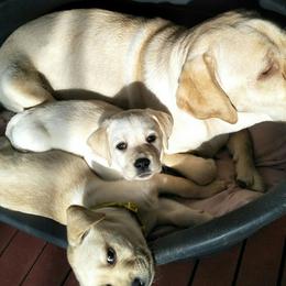 Labrador Retrievers from Labradorables