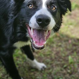 Border Collie Puppies from Trailblazer Border Collies
