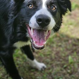 Border Collie Puppies from Trailblazer Border Collies