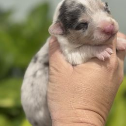 Autumn - Blue merle and white female American Corgi puppy in Tishomingo, Mississippi from Magnolia Trace Corgis