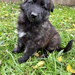 German Shepherd Puppies from Scenic City Shepherds