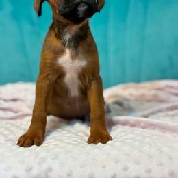 Girl 1 - Fawn female Boxer puppy in Prestonsburg, Kentucky from Bre’s Boxers