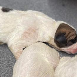 Dachshund and Great Dane Puppies from Ballistic Danes & Dachshunds