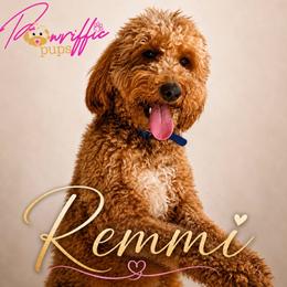 Remi - Goldendoodle