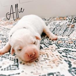 Allie - White female Great Pyrenees puppy in New Palestine, Indiana from Hitchcock Homestead