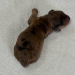 AKC red dapple female - Dapple female Dachshund puppy in Ozark, Alabama from Honey Hill Dachshunds