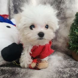 Maltese puppies from My Precious Pups