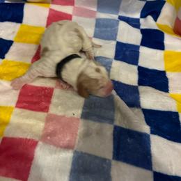 Girl 3-Bambi - Red and white female Basset Hound puppy in Ringling, Oklahoma from BnL Bassets