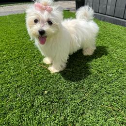 Pink Girl - White female Maltese puppy in Massachusetts from Happy Tail Yorkies and Maltese