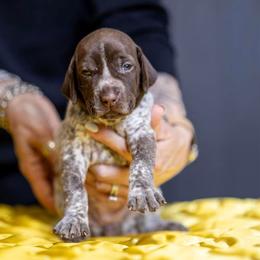 Green Girl - Liver and white female German Shorthaired Pointer puppy in Bryan, Texas from Ehrenvogel and Bessdach Kennels