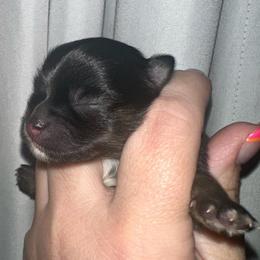 Dolly - Black and tan female Pomeranian puppy in Springfield, Missouri from Hope Mountain Pomeranians