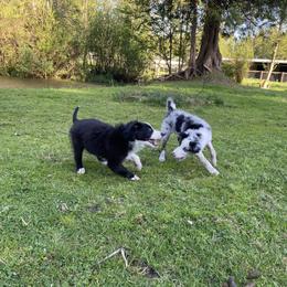 Border Collie Puppies from Apex Border Collies