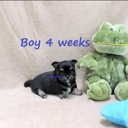 Boy 1 - Black and tan male Chihuahua puppy in Medina, Ohio from T Tiny Treasures