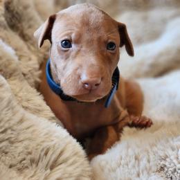 Posideon - Chestnut male Pharaoh Hound puppy in Snohomish, Washington from ACE Pharaoh Hounds