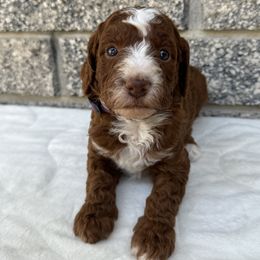 Poodles from Sunshine Pups