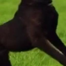Safira - Dutch Shepherd