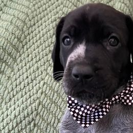 German Shorthaired Pointers from Owl Ranch GSP