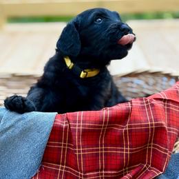 Molasses - Black female Goldendoodle puppy in Beech Bluff, Tennessee from White Oak Kennel